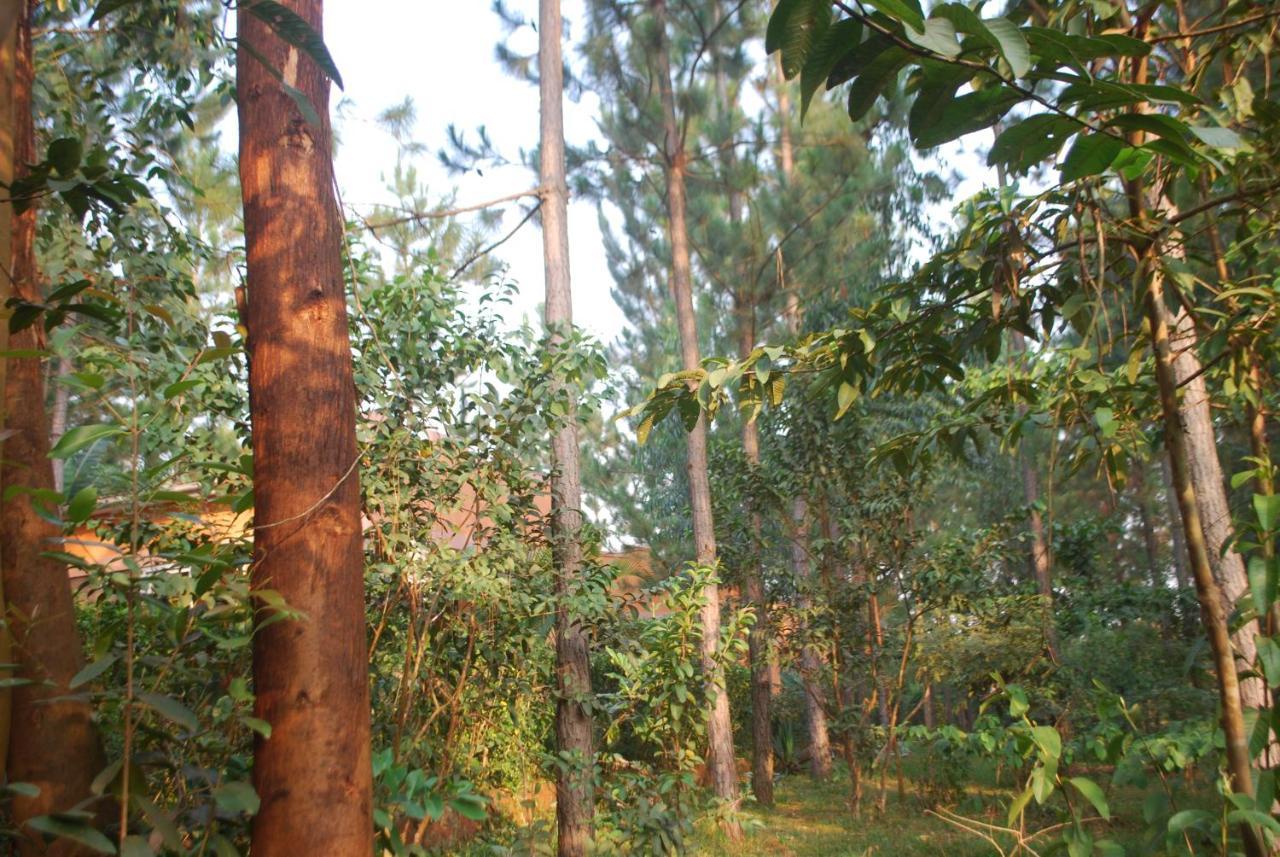Saltek Forest Cottages Masindi Zewnętrze zdjęcie